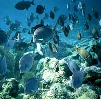 Belize Barrier Reef in danger (soucre: UNESCO)